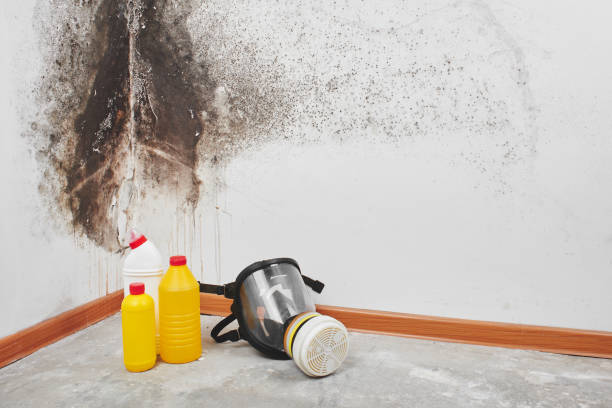 Best Attic Mold Removal  in West Livingston, TX