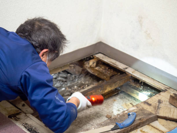 Best Office Mold Removal Services  in West Livingston, TX