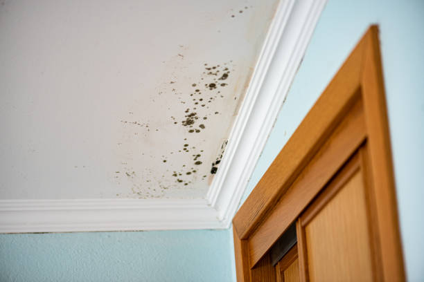 Office Mold Removal Services in West Livingston, TX