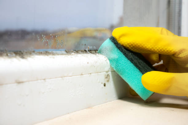 Best Commercial Mold Removal  in West Livingston, TX