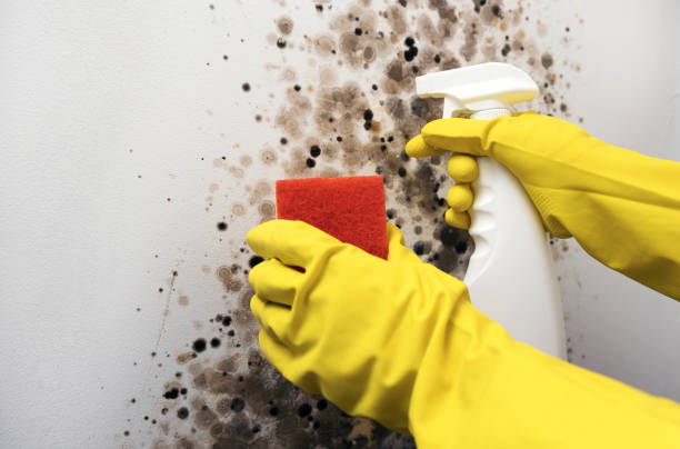 Best Professional Mold Removal  in West Livingston, TX